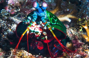 Peacock Mantis Shrimp/Photographed with a 60 mm macro len... by Laurie Slawson 